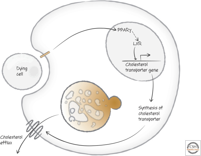 Figure 19.