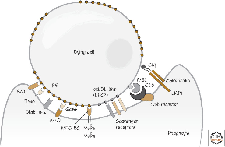 Figure 10.