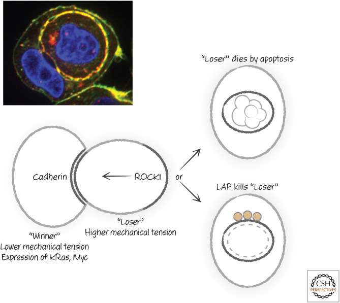 Figure 27.