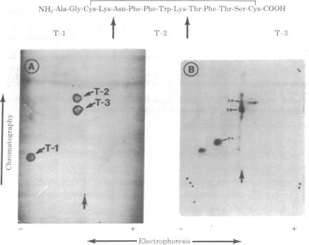 graphic file with name pnas00494-0368-a.jpg