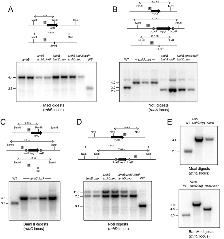 Figure 6.