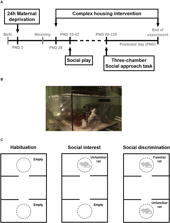 FIGURE 1