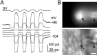 Fig. 9.