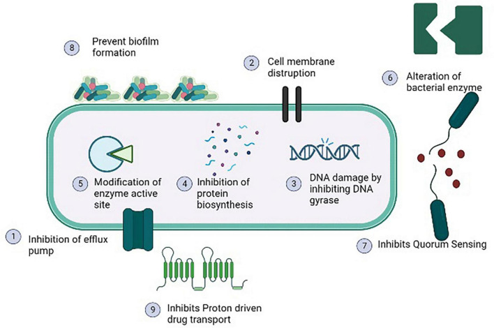 FIGURE 5