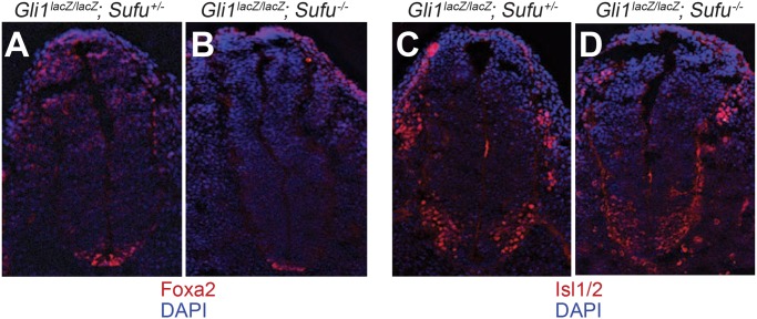 Fig 9