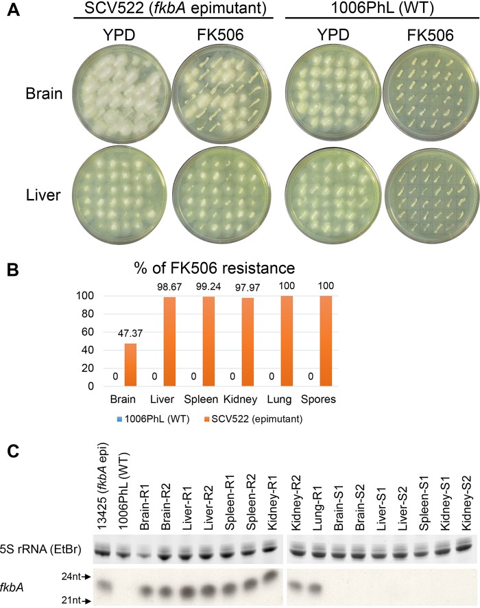 FIG 2