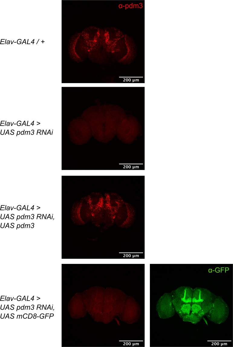 Figure 1—figure supplement 2.