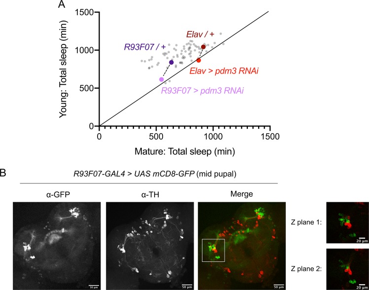 Figure 6—figure supplement 2.