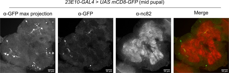 Figure 6—figure supplement 1.