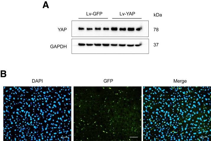 Figure 5