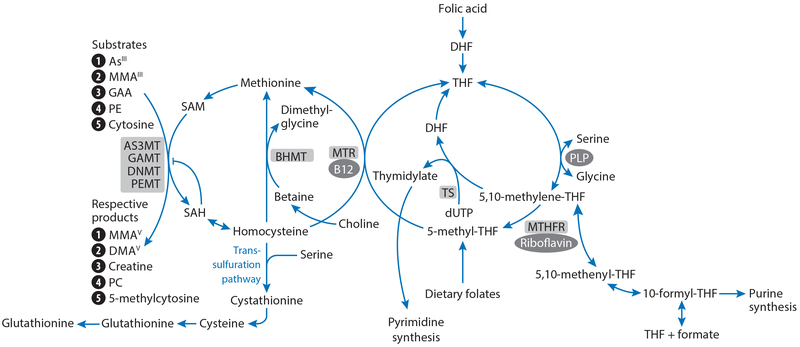 Fig 1.