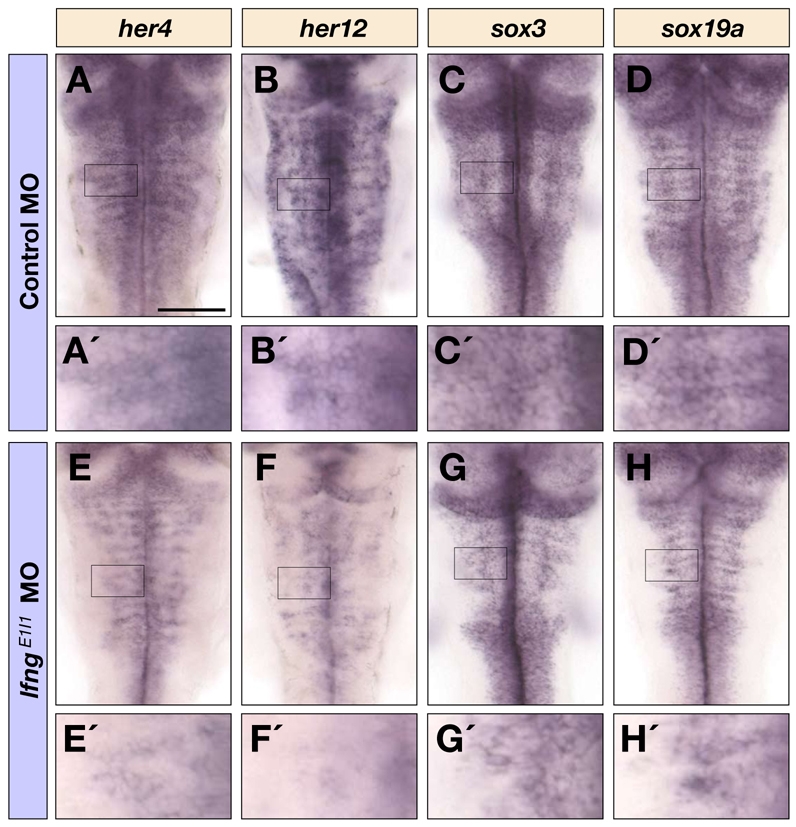 Fig. 4.