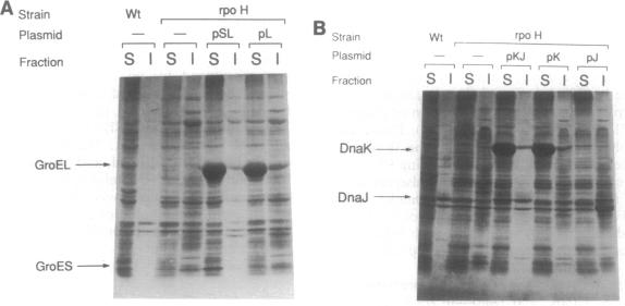 graphic file with name pnas01095-0377-b.jpg