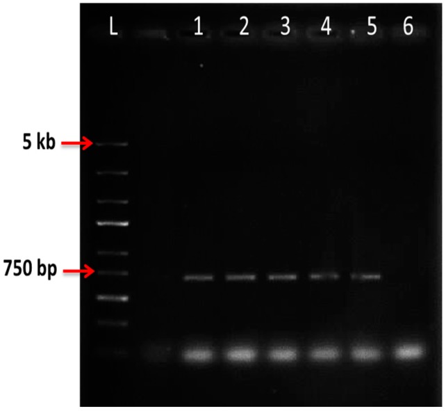 Figure 4