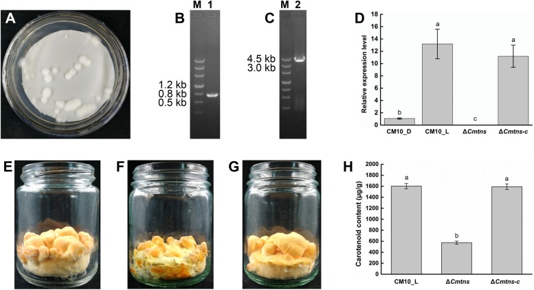 FIGURE 4