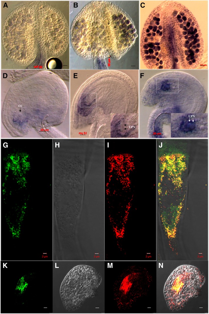 Figure 6.