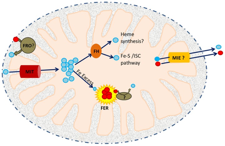 FIGURE 1