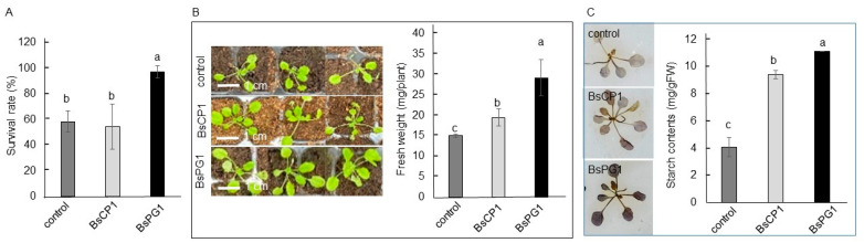 Figure 7