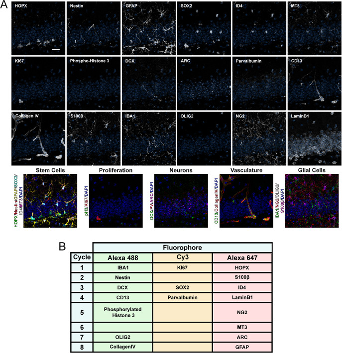 Figure 2—figure supplement 1.