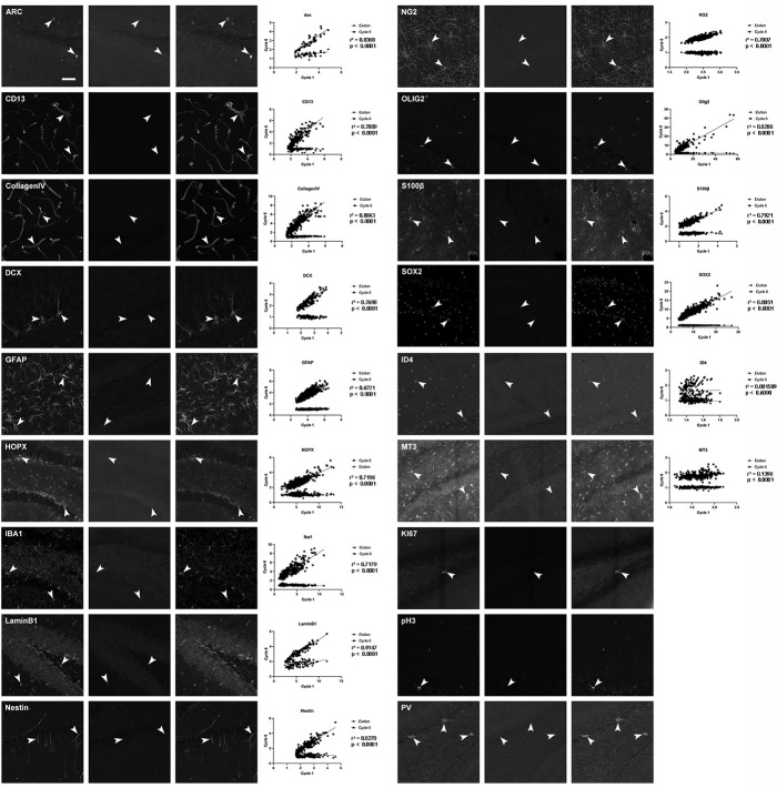 Figure 1—figure supplement 1.