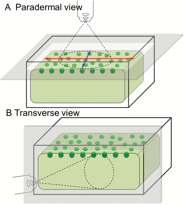 Fig. 1.
