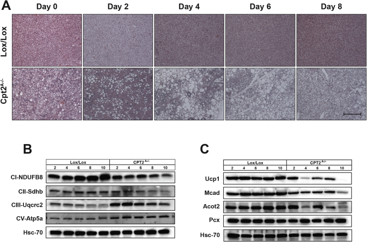 Figure 6