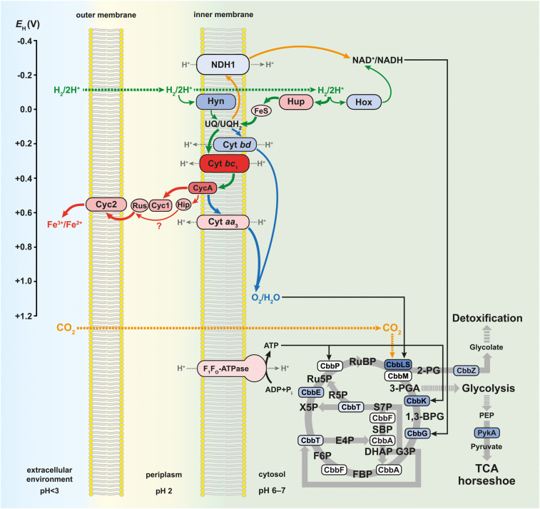 FIGURE 4