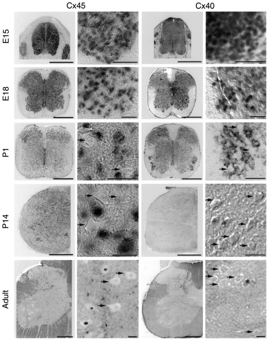 Fig. 9.