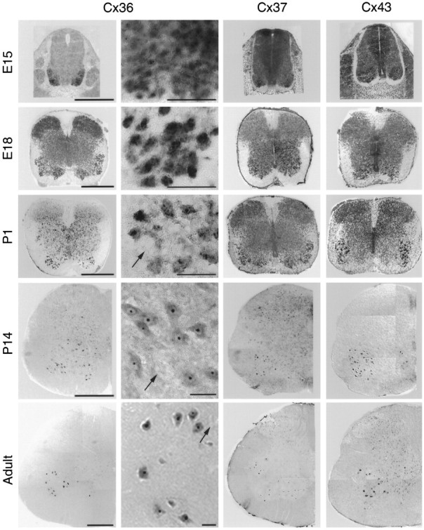 Fig. 8.