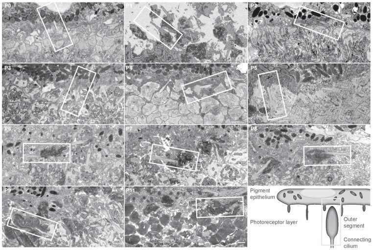 Figure 1—figure supplement 1.