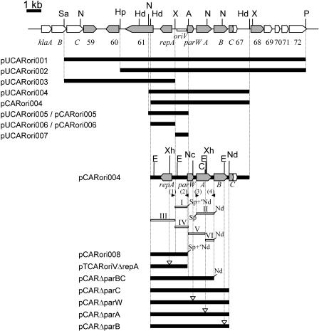 FIG. 1.