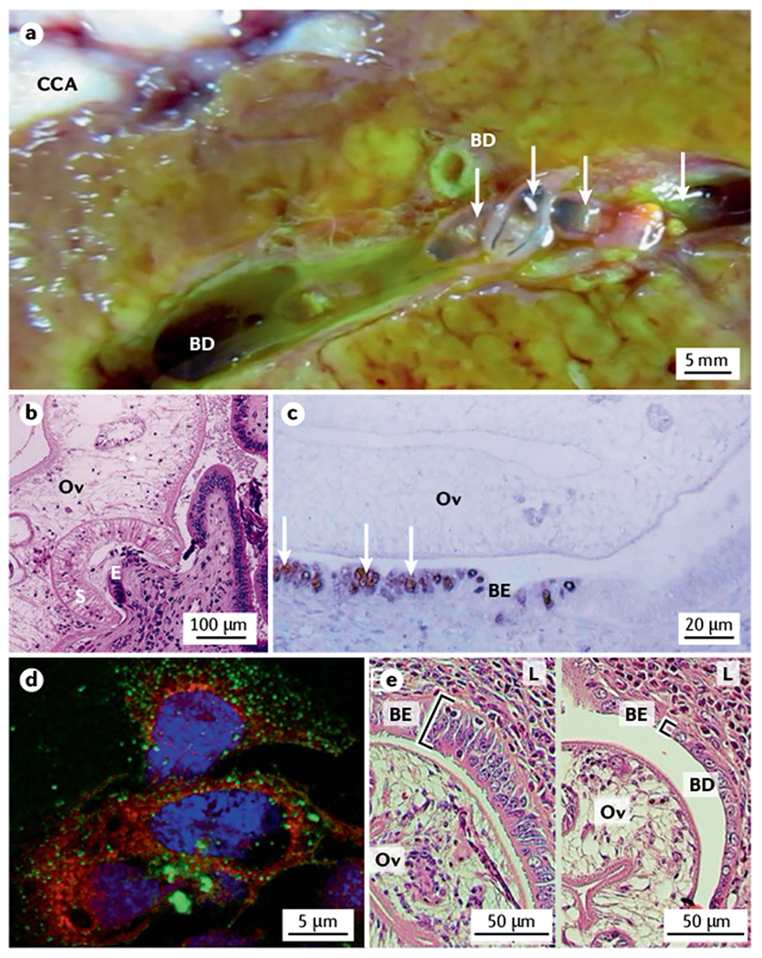 Fig. 2 |