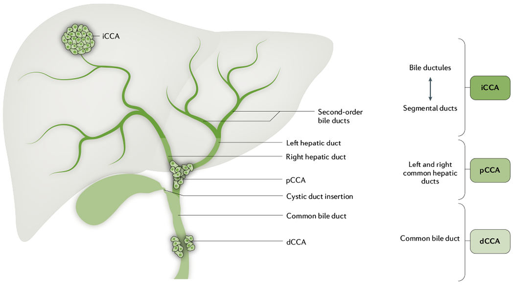 Fig. 1 |