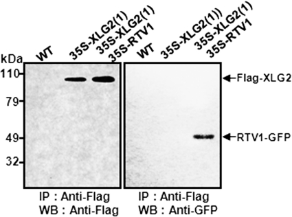 FIGURE 4.