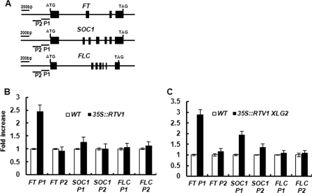 FIGURE 10.