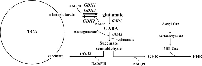 Fig. 3