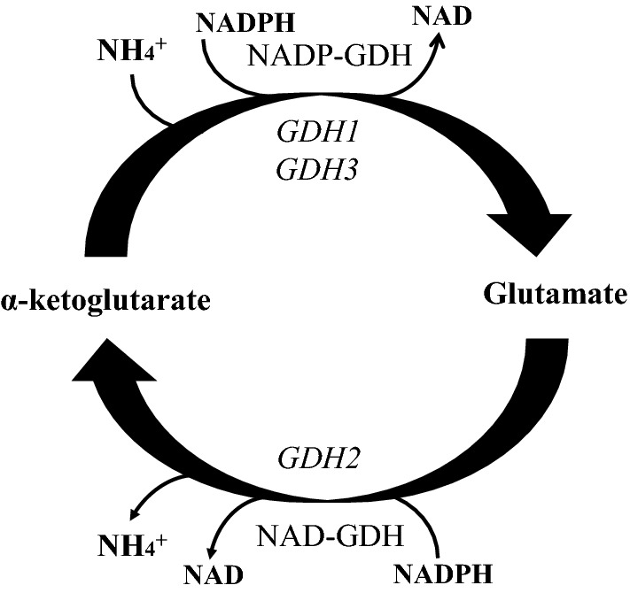 Fig. 2