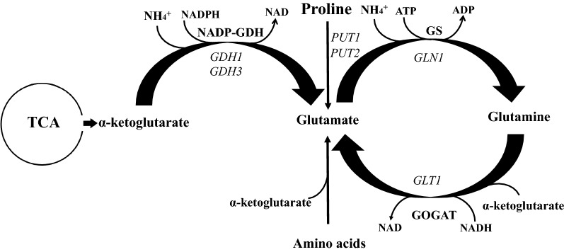 Fig. 1