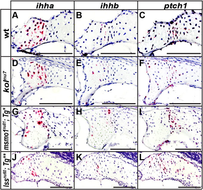 Fig. 6.