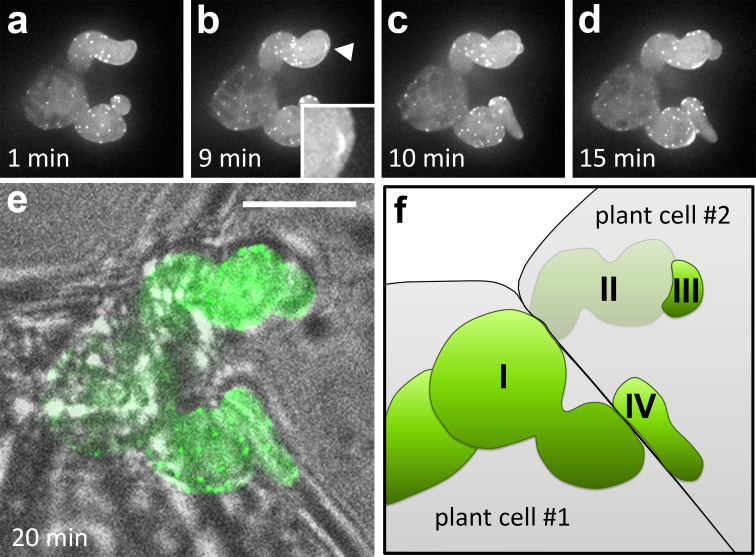 Fig. 7