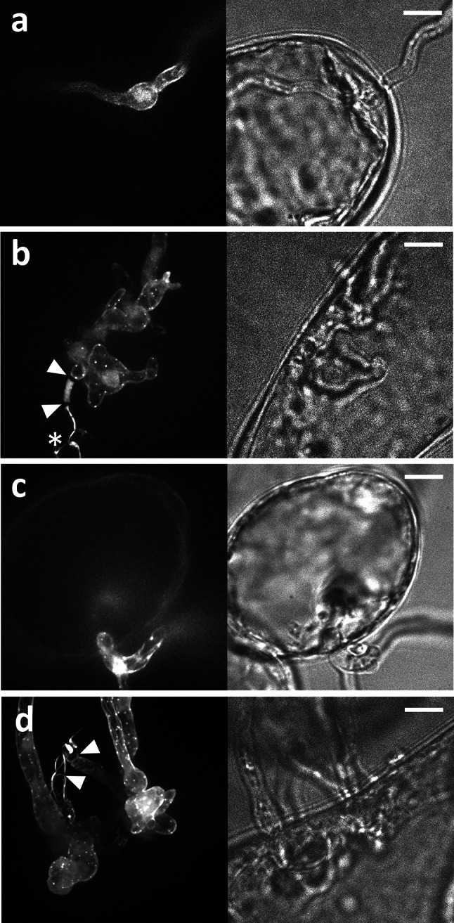 Fig. 8