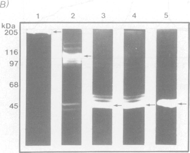 Figure 2B.