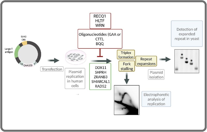 Graphical Abstract