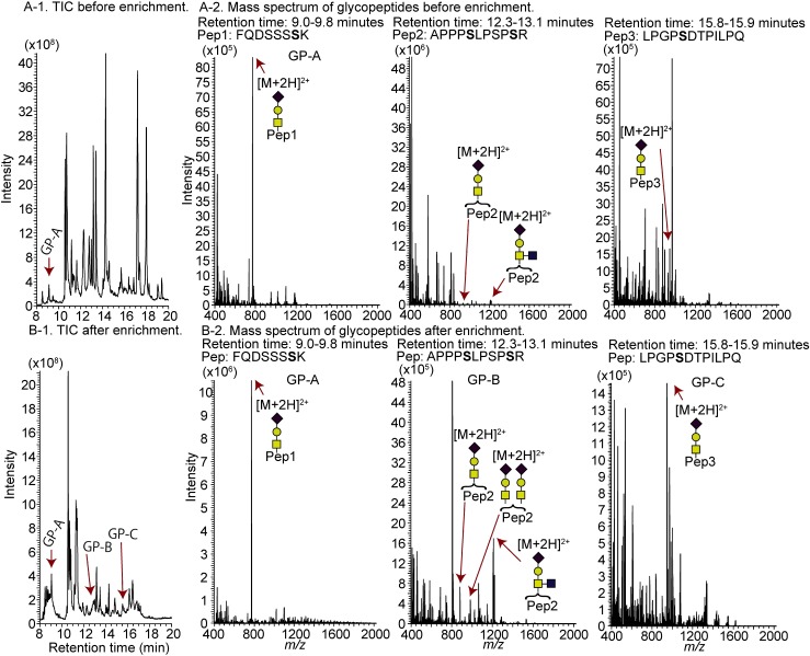 Fig. 7. TIC chromatogram of hCG before (A-1) and after (B-1) glycopeptide enrichment and mass spectra of glycopeptides before (A-2) and after (B-2) glycopeptide enrichment.