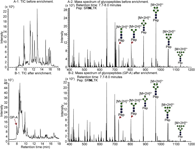 Fig. 2. TIC chromatogram of ribonuclease B before (A) and after (B) glycopeptide enrichment using the cellulose-RP StageTip and mass spectra of glycopeptides.