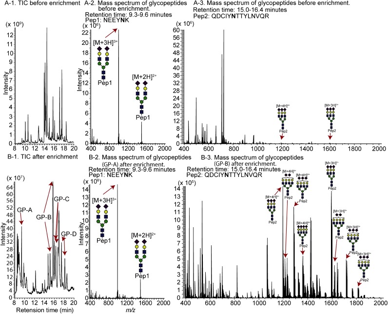 Fig. 3. TIC chromatogram of α1-acid glycoprotein before (A-1) and after (B-1) glycopeptide enrichment, and mass spectra of glycopeptides before (A-2 and A-3) and after (B-2 and B-3) glycopeptide enrichment.