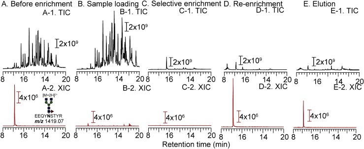 Fig. 6. Total ion current (TIC) chromatogram and extracted-ion chromatogram (XIC) of 50 ng of IgG1 (A-1 and A-2) and flow-through fractions of sample loading (B-1 and B-2, 50 ng origin), selective enrichment (C-1 and C-2, 50 ng origin) and re-enrichment (D-1 and D-2, 50 ng origin).