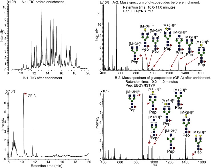 Fig. 5. Total ion current (TIC) chromatogram of IgG1 before (A-1) and after (B-1) glycopeptide enrichment and mass spectra of glycopeptides before (A-2) and after (B-2) glycopeptide enrichment.