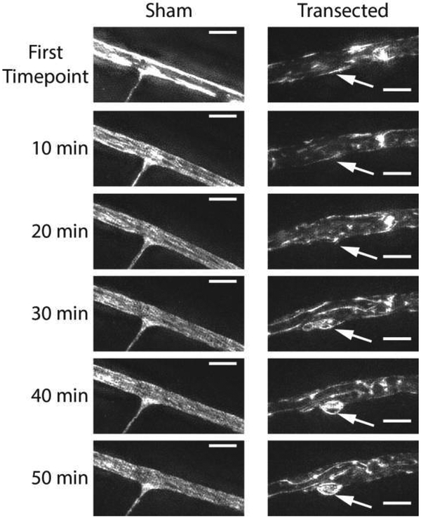 Figure 5: