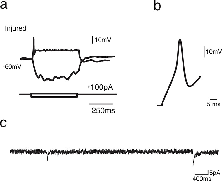 Figure 4—figure supplement 1.